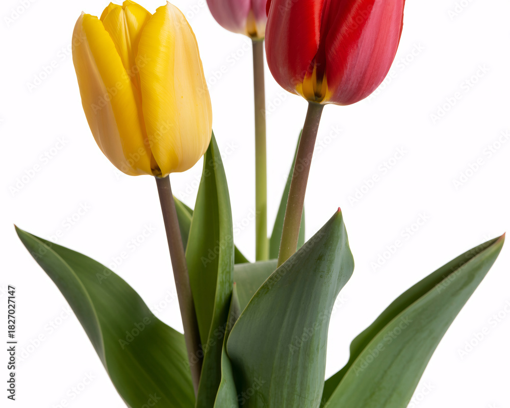 Naklejka premium Fresh vibrant tulips blooming in yellow and red against a white backdrop for spring celebrations and lovely floral designs, spreading joy and beauty