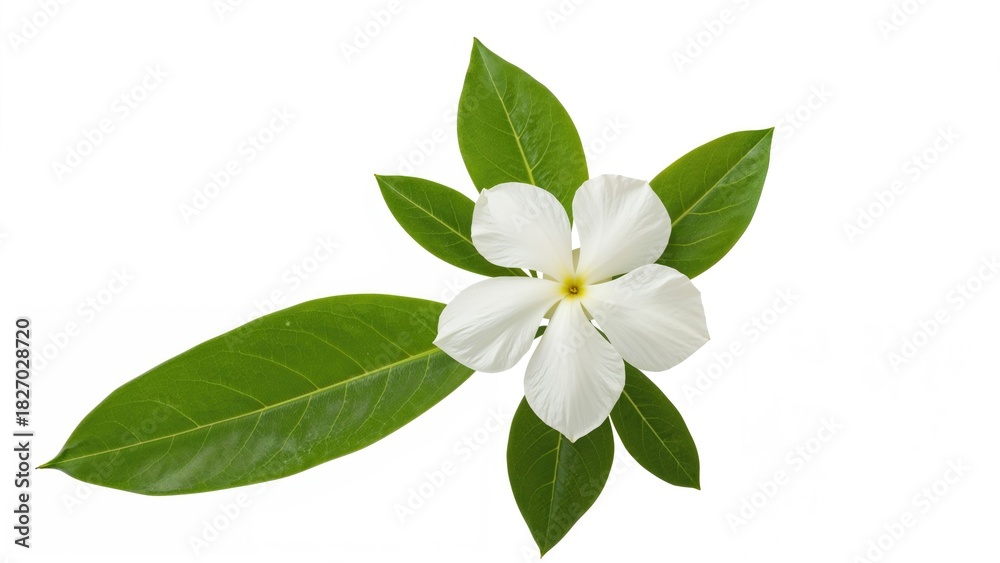 Obraz premium White flower with green leaves and fresh foliage.