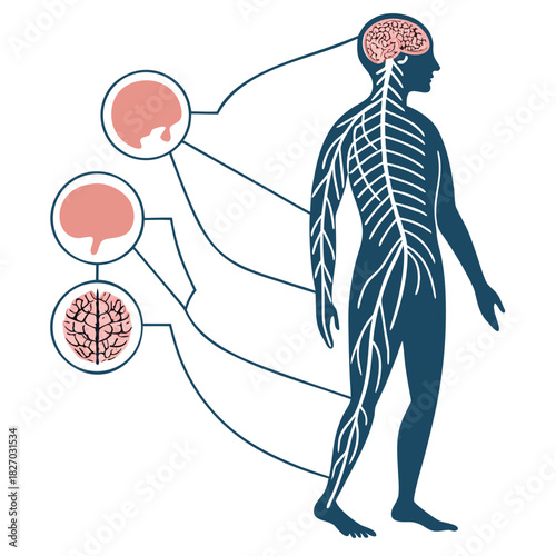 Human Nervous System and Brain Anatomy with Detailed Brain Views