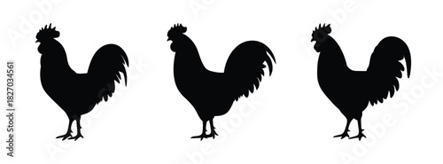 Three black rooster silhouettes vector illustration farm animal poultry cock drawing design graphic art