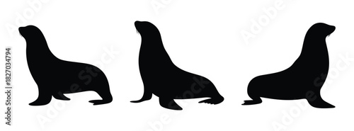 Silhouette of sea lions looking up vector illustration wildlife animal marine mammal ocean life seal
