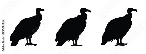 Vulture silhouette vector graphic: scavenger bird illustration, wildlife animal icon, black bird art, avian design element