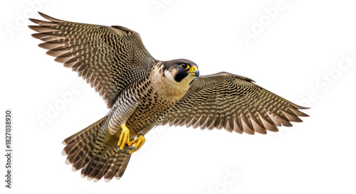 Foto Peregrine falcon flying PNG isolated on transparent background, bird of prey wit