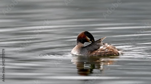 Great Crested Grebe Swimming and Diving Sequences on Calm Water Surface