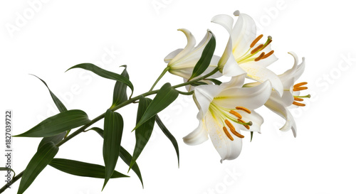 Elegant white lilies isolated PNG on transparent background, beautiful flowers with green leaves for wedding and floral design