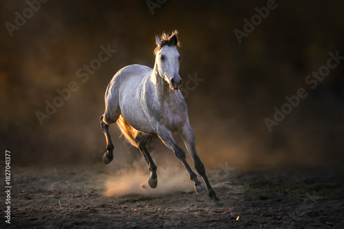 Grey stallion run in sunset light in clouds of dust