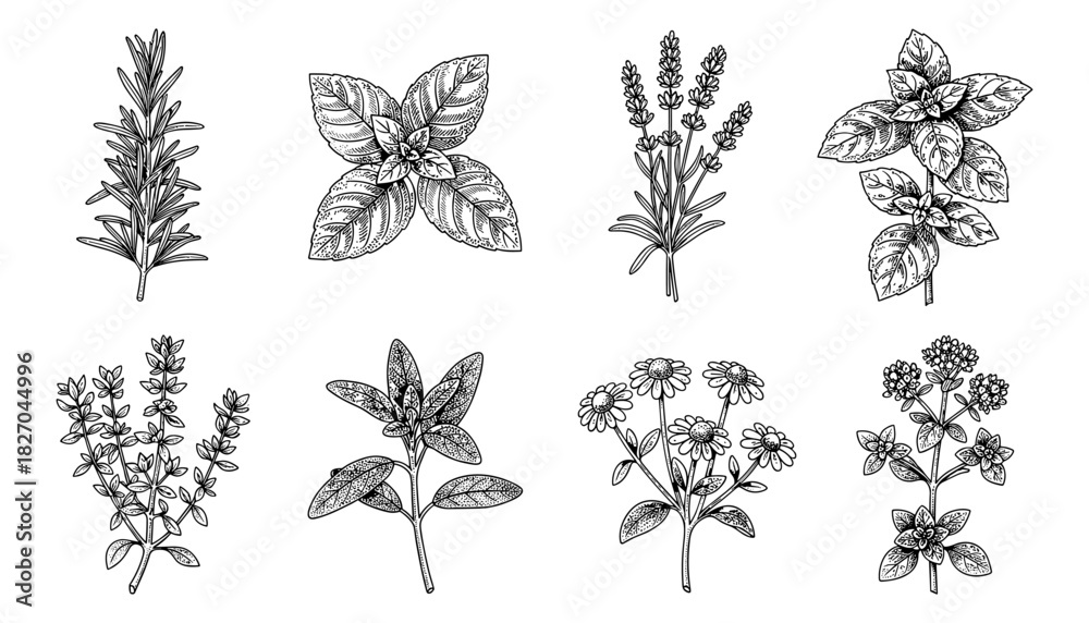 Naklejka premium Intricate botanical herb collection in hand-drawn black and white