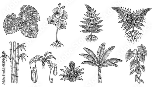 Intricate botanical line art: exotic tropical plants and leaves collection