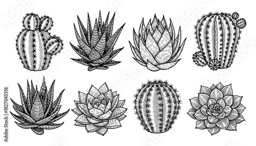 Detailed black and white botanical collection of cacti and succulents