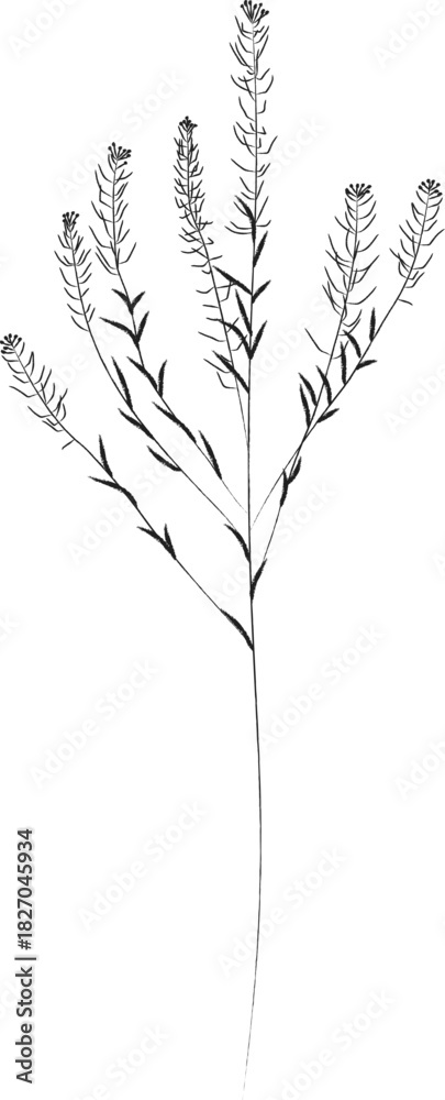 Obraz premium vector drawing of a tree