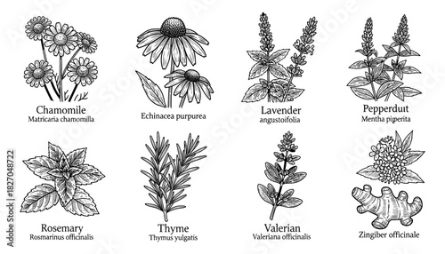 Herbal plant drawings: chamomile, echinacea, lavender, peppermint, rosemary, thyme, valerian, ginger
