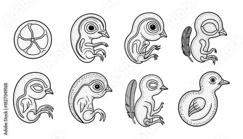 Evolutionary stages of bird embryo hand drawn illustration