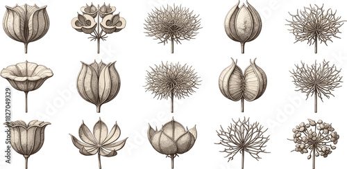 Detailed Botanical Illustrations Collection of Seed Heads, Blossoms, and Floral Designs in Vintage Style