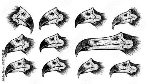 Detailed monochrome eagle head collection with vintage engraving style