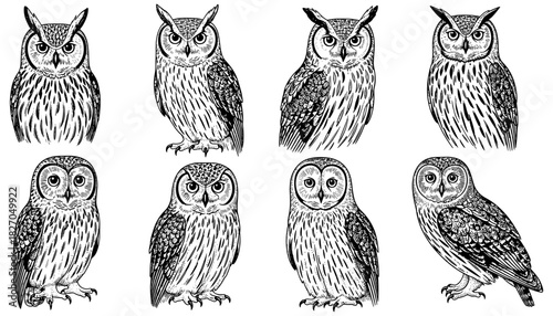 Ink style owl variations: detailed black and white bird designs