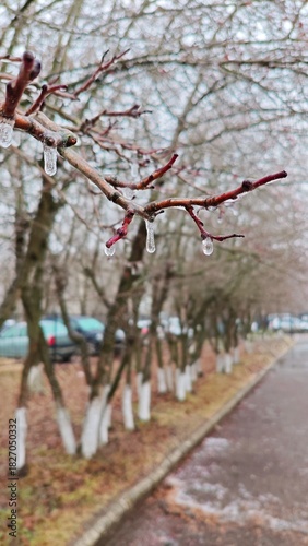 Winter beginning. Trees in park with frozen drops on branches. Close-up of branch with icicles, blurred background. Winter scenes, cold weather themes. Beauty of winter, details of nature in frosty