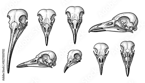 Intricate bird skull anatomy collection: detailed ink drawings on white background