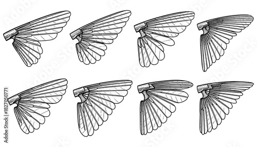 Intricate insect wing designs set in detailed line art style