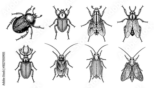 Intricate insect collection: hand drawn vintage style bugs and beetles