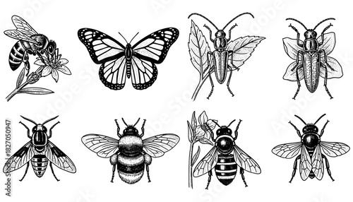 Intricate black and white insect designs featuring bees, butterflies, and beetles