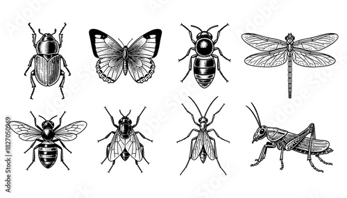 Detailed vintage insect collection with beetle, butterfly, and more