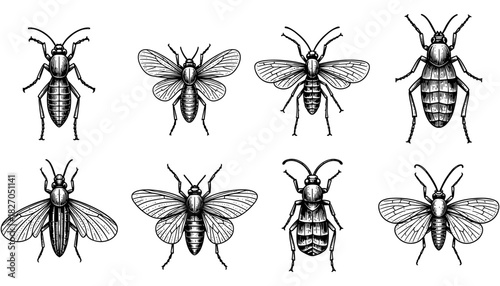 Detailed black and white insect collection with various bug species