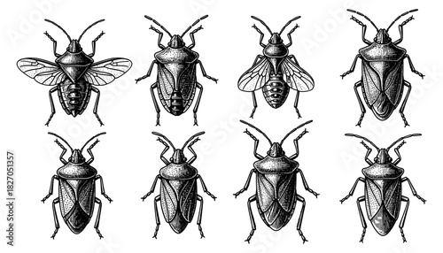 Detailed vintage insect collection with various beetle and fly designs