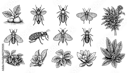 Intricate hand-drawn insects and botanical elements collection in black and white