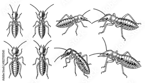 Intricate insect anatomy: detailed monochrome termite illustration collection