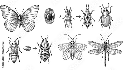 Intricate insect life cycles: detailed diagrams of metamorphosis stages