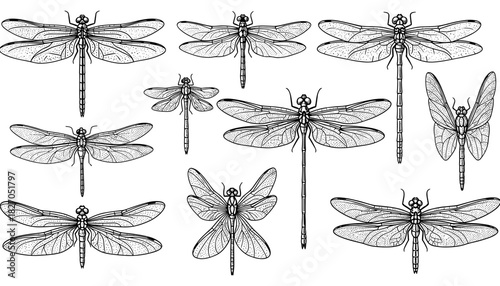 Intricate dragonfly collection in linear style