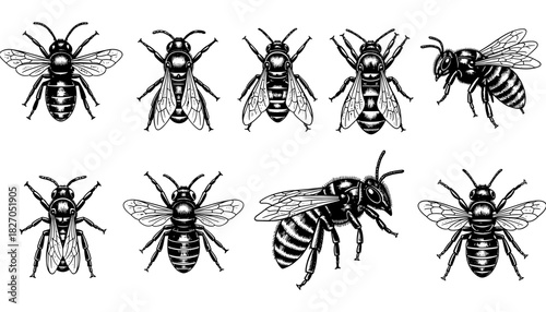 Intricate black and white insect set: detailed bee and wasp designs