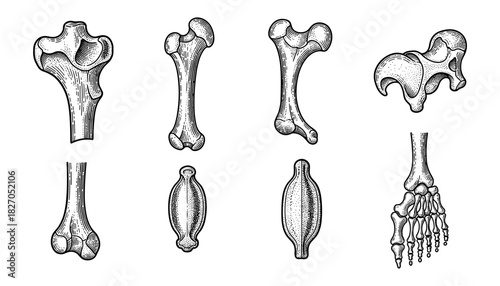 Vintage style engraved bone anatomy set with detailed sketches