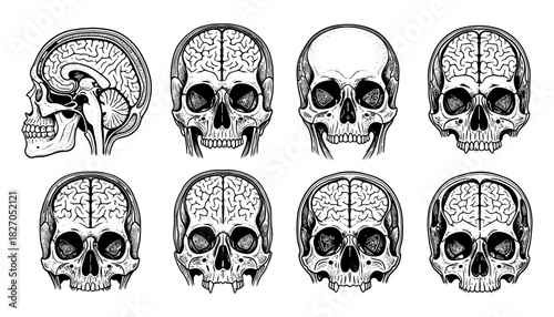 Anatomical skull and brain vintage engravings set