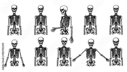 Set of engraved human skeletons in various poses