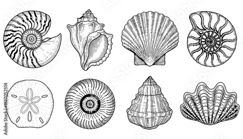 Detailed collection of hand drawn seashells in black and white