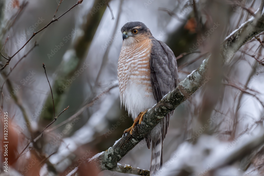 Fototapeta premium Sharp-Shinned Hawk Perched on a Winter Tree Branch During Daylight