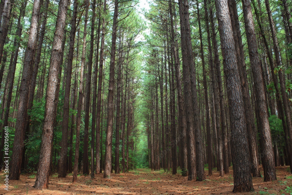 Fototapeta premium Lush Piney Woods: A Dense Summer Forest Scene in the Northeast, Bathed in Afternoon Light
