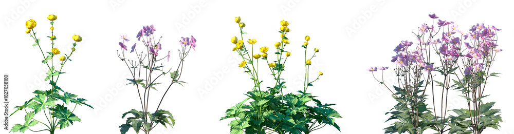 Obraz premium Set of Trollius europaeus and Anemone hupehensis flowering frontal isolated png on a transparent background perfectly cutout high resolution