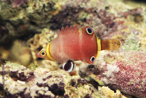 Foto Sharpnose  or Possum wrasse (Wetmorella nigropinnata)
