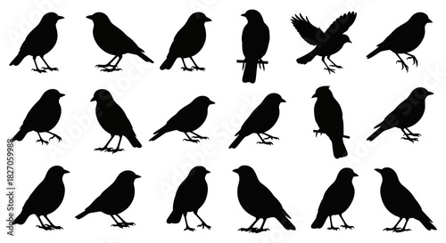 A collection of various bird silhouettes in different poses, including standing, perching, and flying. Isolated black graphic icons