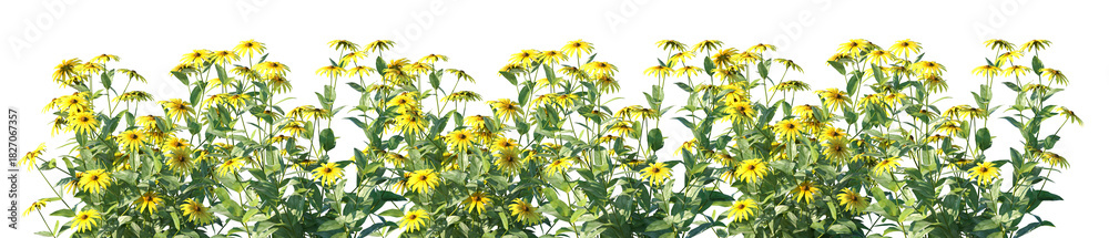 Obraz premium Set of Rudbeckia laciniata (he cutleaf coneflower, cutleaf, goldenglow, green-headed coneflower) flowering frontal isolated png on a transparent background perfectly cutout high resolution