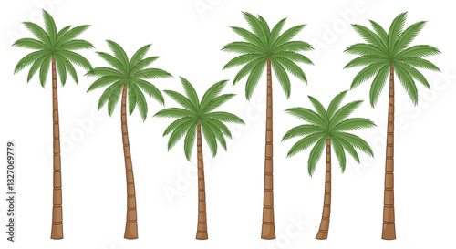 Palm Trees - A Tropical Oasis of Green.