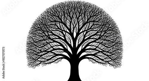 Silhouette of a Tree with Spreading Branches.