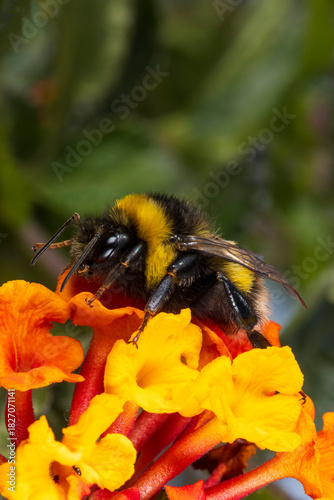 bee on orange flower