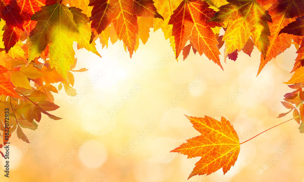 Fototapeta premium Vibrant autumn leaves in shades of orange yellow and red create a beautiful seasonal border against a soft bokehfilled background perfect for fall designs on transparent background