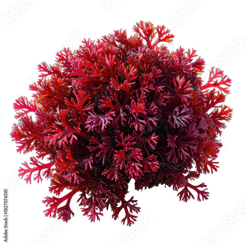 Vibrant, intensely red marine algae specimen isolated against a stark black background.
