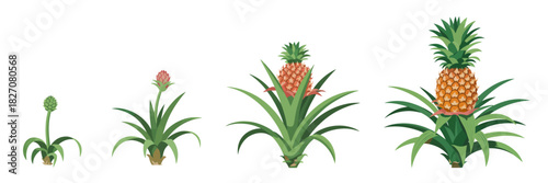 Pineapple plant growth stages: bud, flower, unripe and ripe fruit
