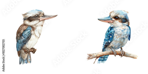 Photos kookaburra watercolor vector illustration