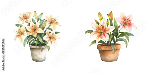 lily flowers on pot watercolor vector illustration